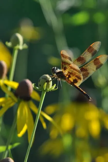 Top-rated garden landscaping for year-round maintenance across Minneapolis, MN - Giving Tree Gardens