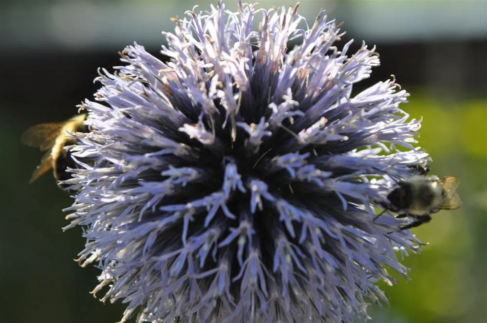 Professional lawn care service for beautiful yards in Minneapolis, MN by Giving Tree Gardens