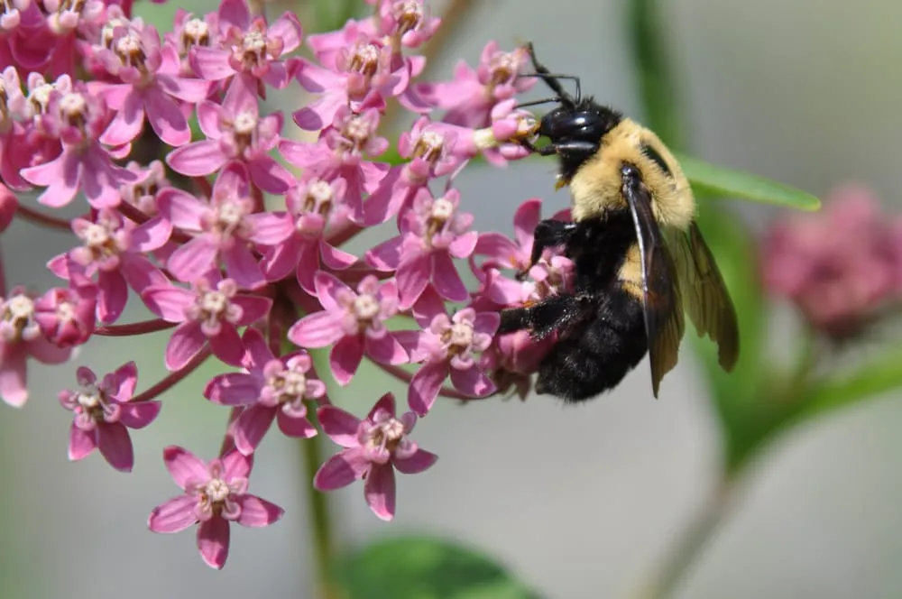 Local residential landscaping with custom design in Minneapolis, MN by Giving Tree Gardens