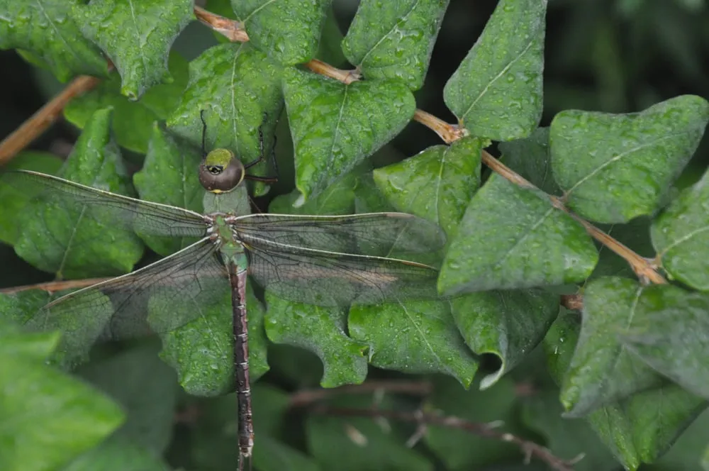 Reliable lawn mowing service in Minneapolis, MN by Giving Tree Gardens