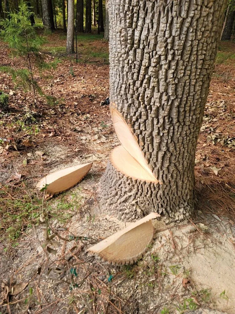 Top-rated lawn mowing service near you in Cary, NC by G&J Company