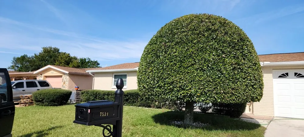 Expert lawn care service in TEMPLE TERR, FL - GJX Landcare