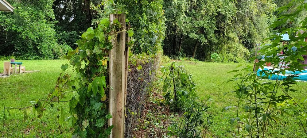 Affordable landscaping services for beautiful yards in TEMPLE TERR, FL by GJX Landcare