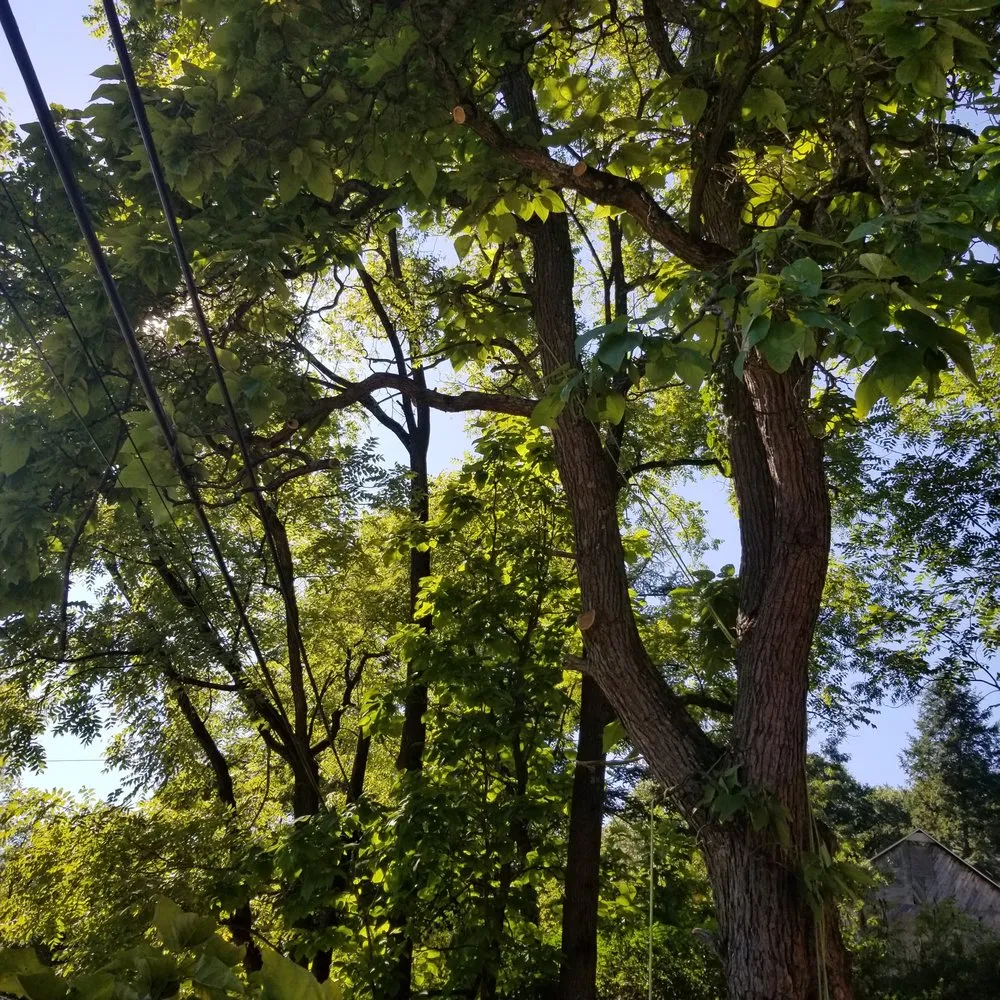 Trusted yard cleanup service in Allentown, PA by G&K Landscaping And Tree service