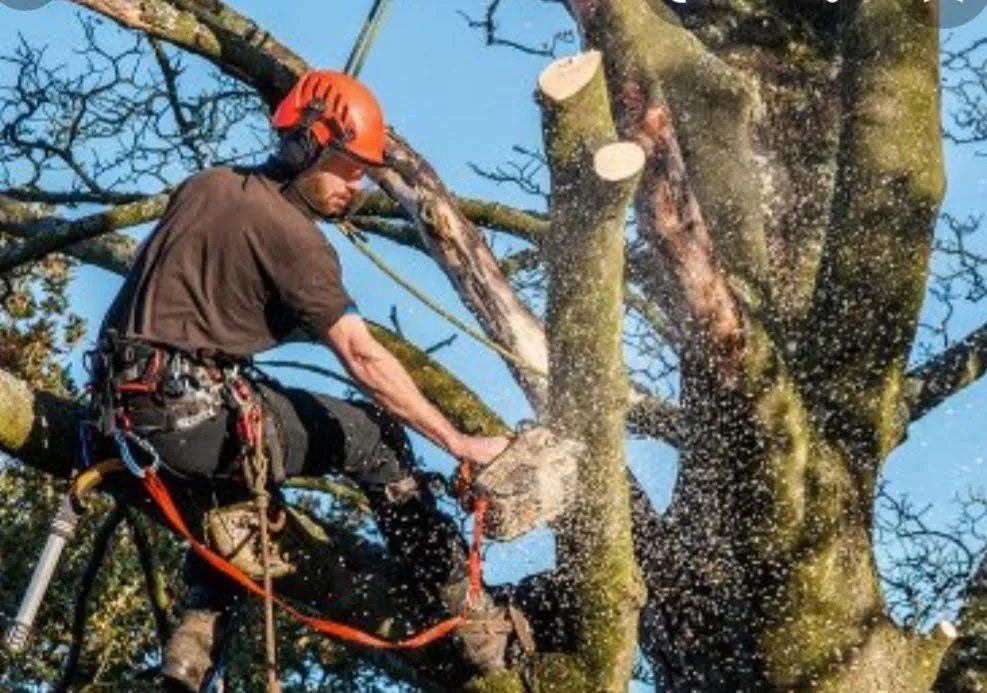 Top-rated lawn mowing service in Allentown, PA - G&K Landscaping And Tree service