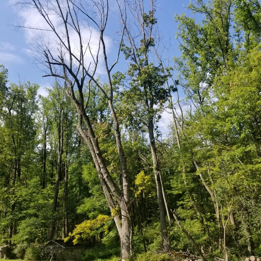 Local landscape design near you in Allentown, PA by G&K Landscaping And Tree service