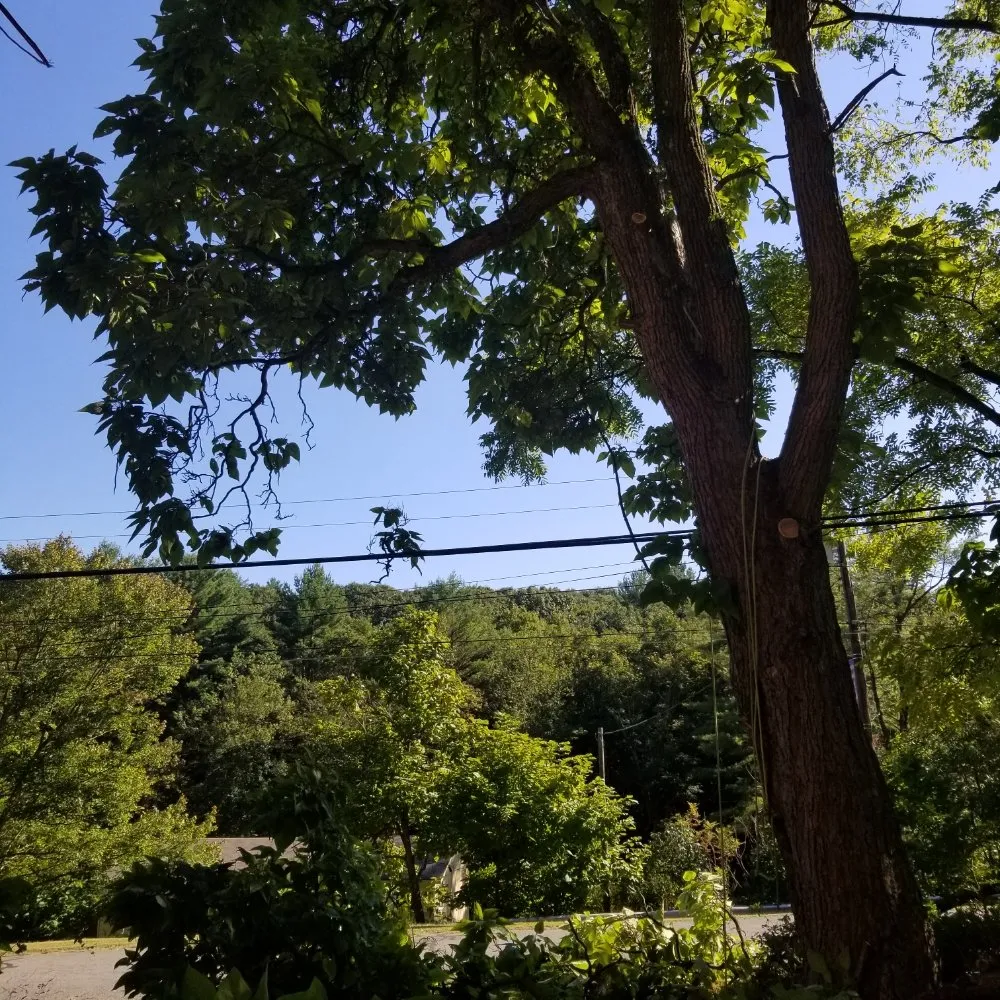 Expert yard maintenance in Allentown, PA - G&K Landscaping And Tree service