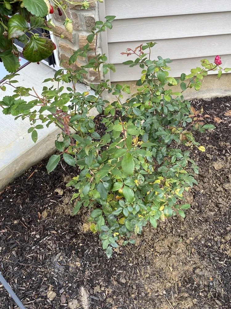 Trusted garden landscaping in South Amboy, NJ by GKB Landscaping