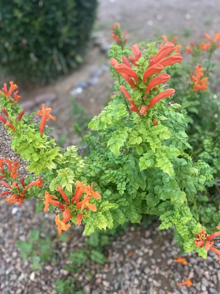 Custom landscaping services for year-round maintenance in Tucson, AZ by GL Landscape Service