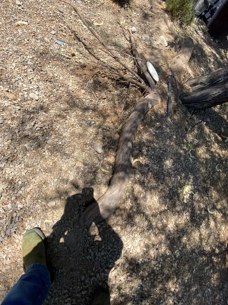 Reliable lawn care service in Tucson, AZ by GL Landscape Service