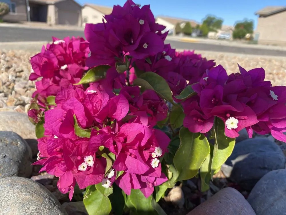 Trusted residential landscaping experts serving Tucson, AZ - GL Landscape Service