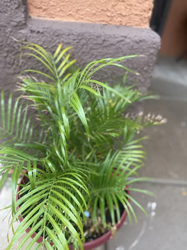 Affordable landscape design in Tucson, AZ - GL Landscape Service