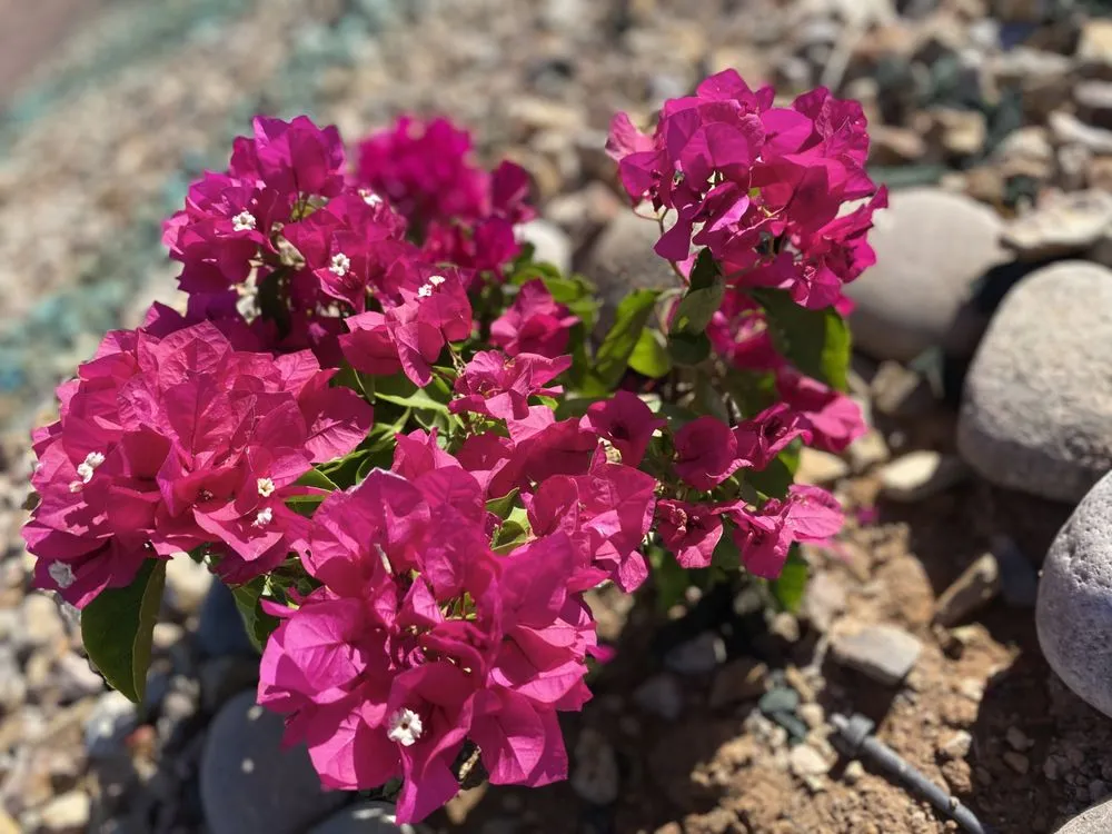 Professional outdoor landscaping for beautiful yards across Tucson, AZ - GL Landscape Service