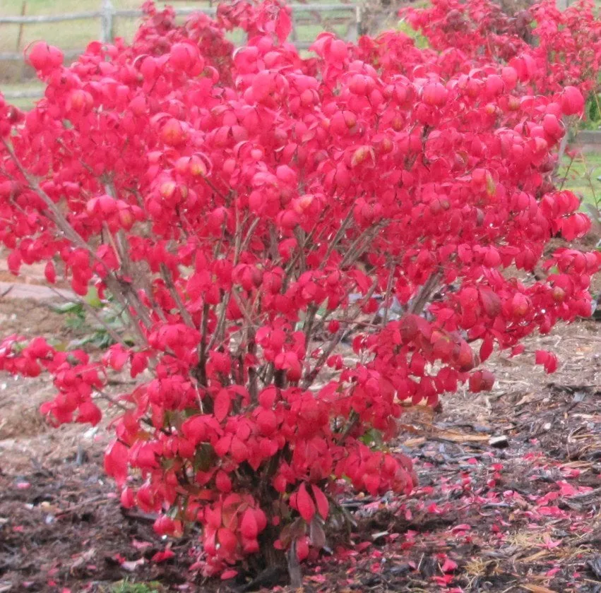 Local yard cleanup service experts serving Longmont, CO - Glacier View Landscape & Design
