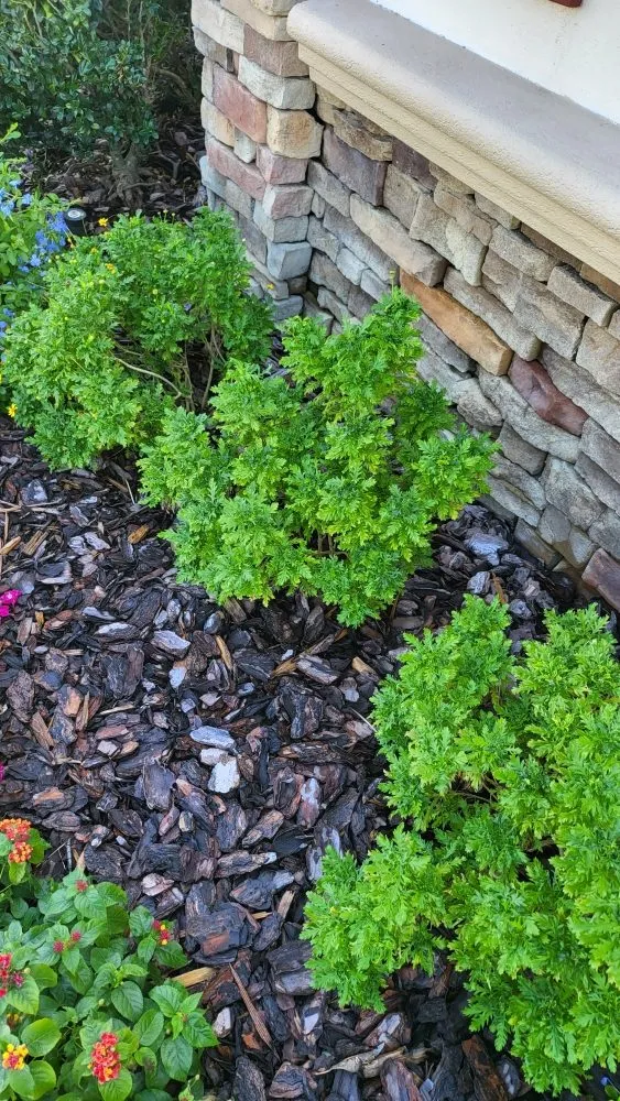 Local yard maintenance for homes in Ocala, FL by Gladiator Home Services