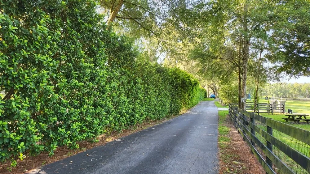 Expert landscaping services for year-round maintenance in Ocala, FL by Gladiator Home Services