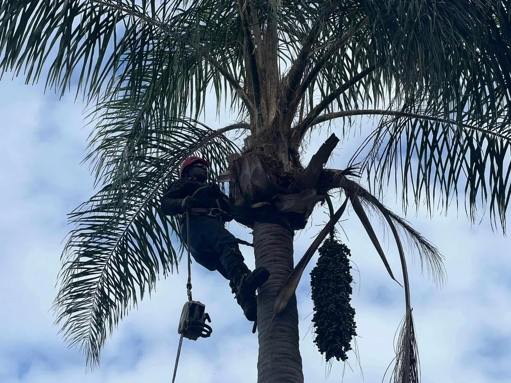 Custom lawn mowing service for homes in Pine Hills, FL by Gladiator Landscaping and Tree Service