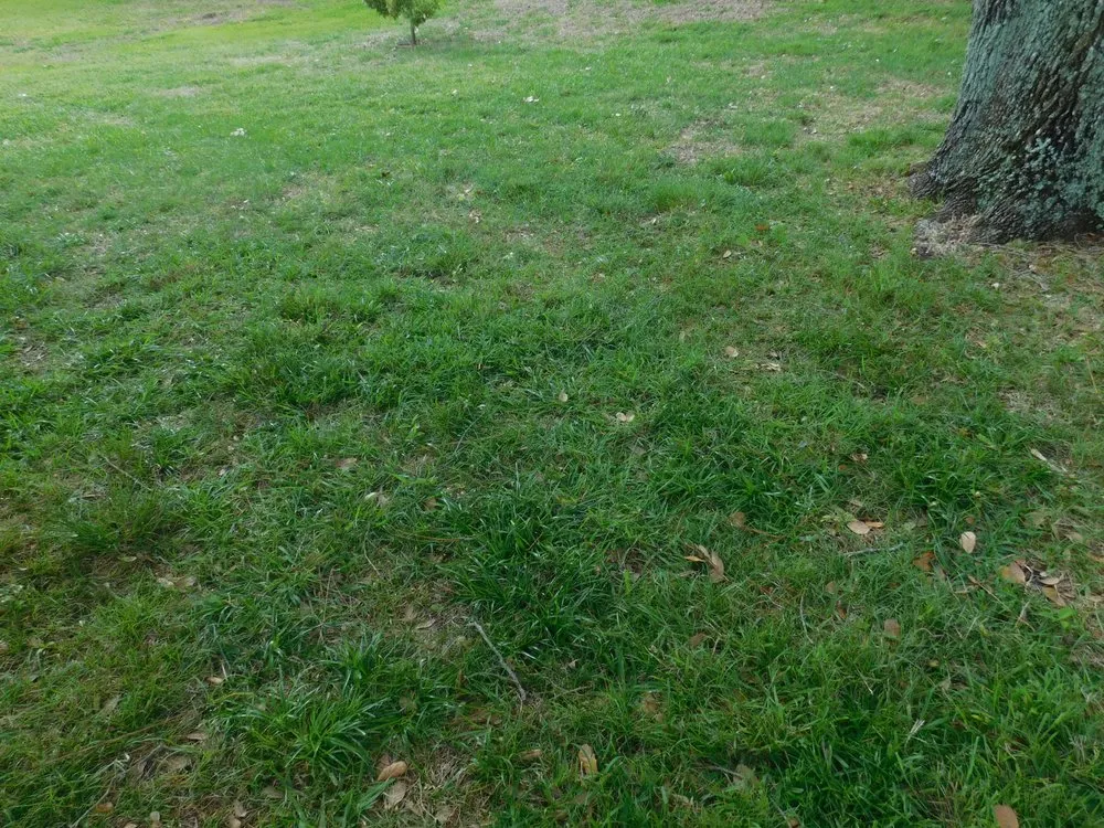 Trusted garden landscaping for year-round maintenance across New Port Richey, FL - Gladiator Sod