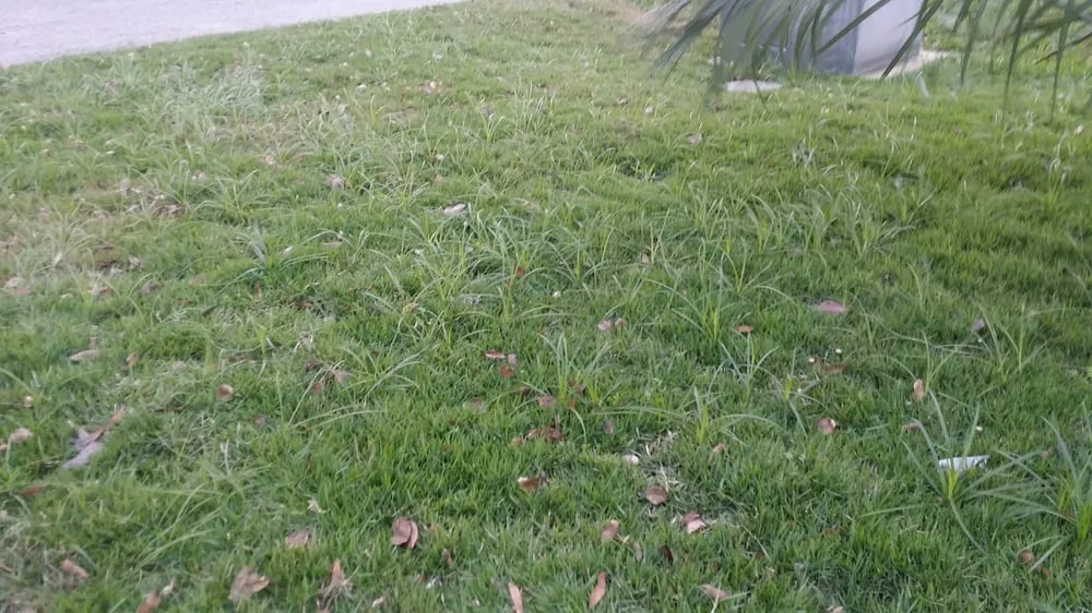 Top-rated landscaping services in New Port Richey, FL by Gladiator Sod