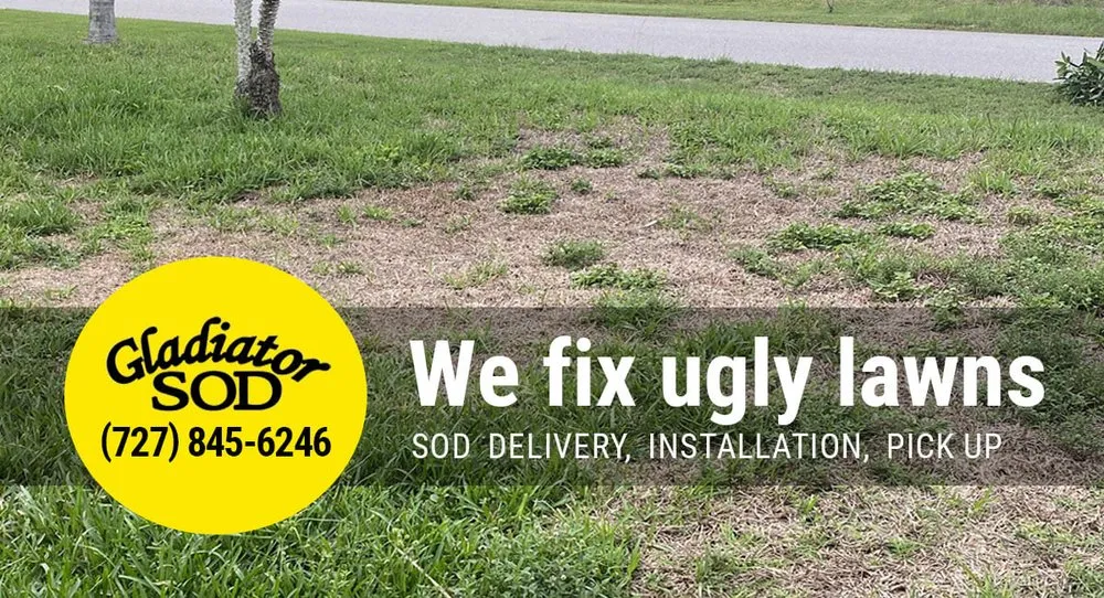 Expert yard maintenance in New Port Richey, FL - Gladiator Sod