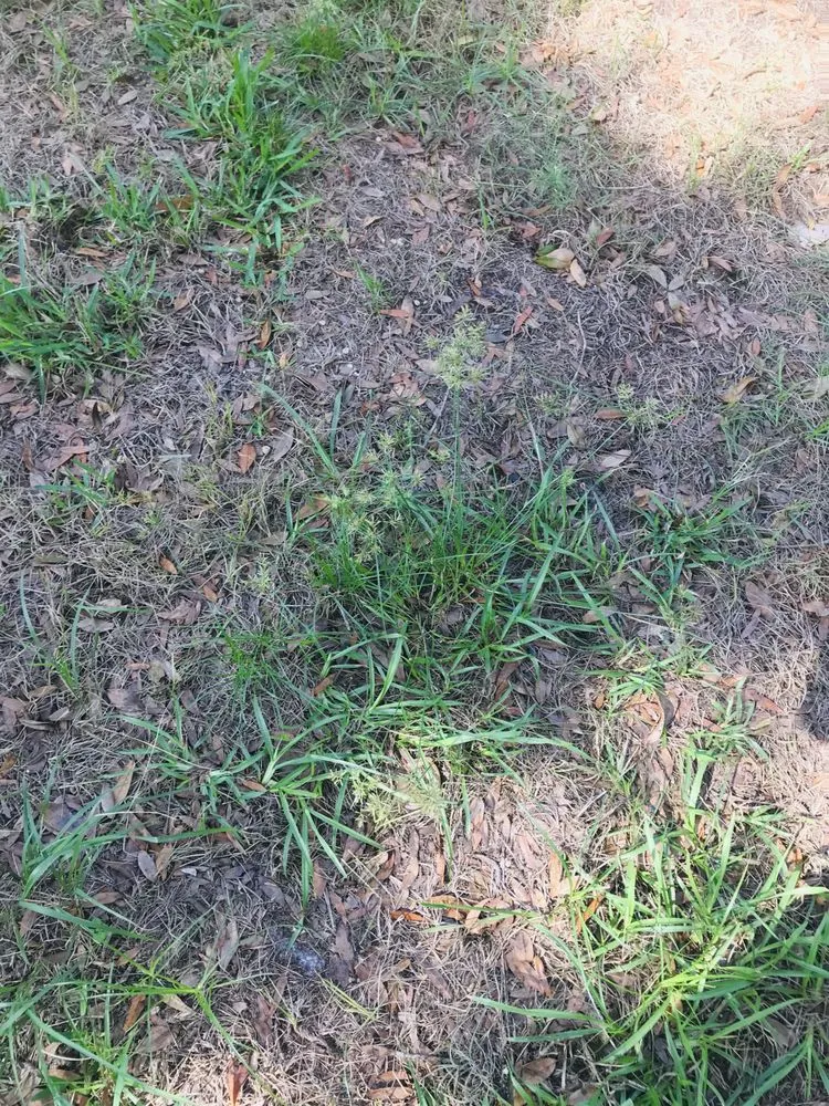 Custom lawn mowing service in New Port Richey, FL - Gladiator Sod