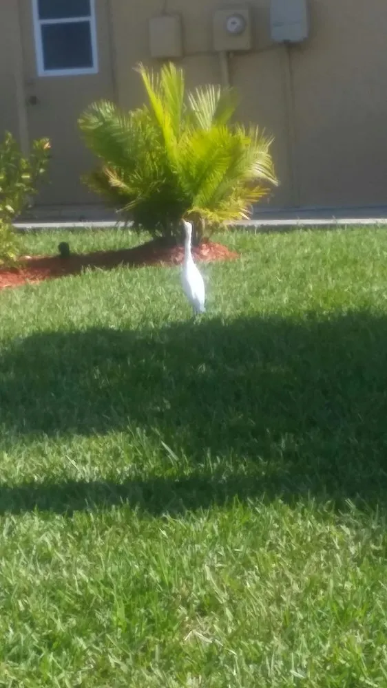 Custom landscape design for homes in New Port Richey, FL by Gladiator Sod