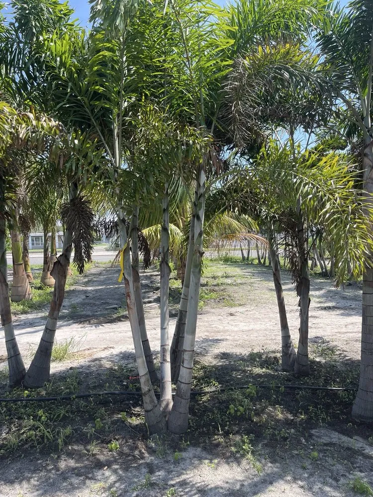 Professional garden landscaping for homes in New Port Richey, FL by Gladiator Sod