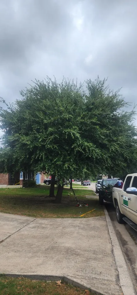 Affordable yard cleanup service for beautiful yards across Manor, TX - Gladiator Tree Experts & Landscaping