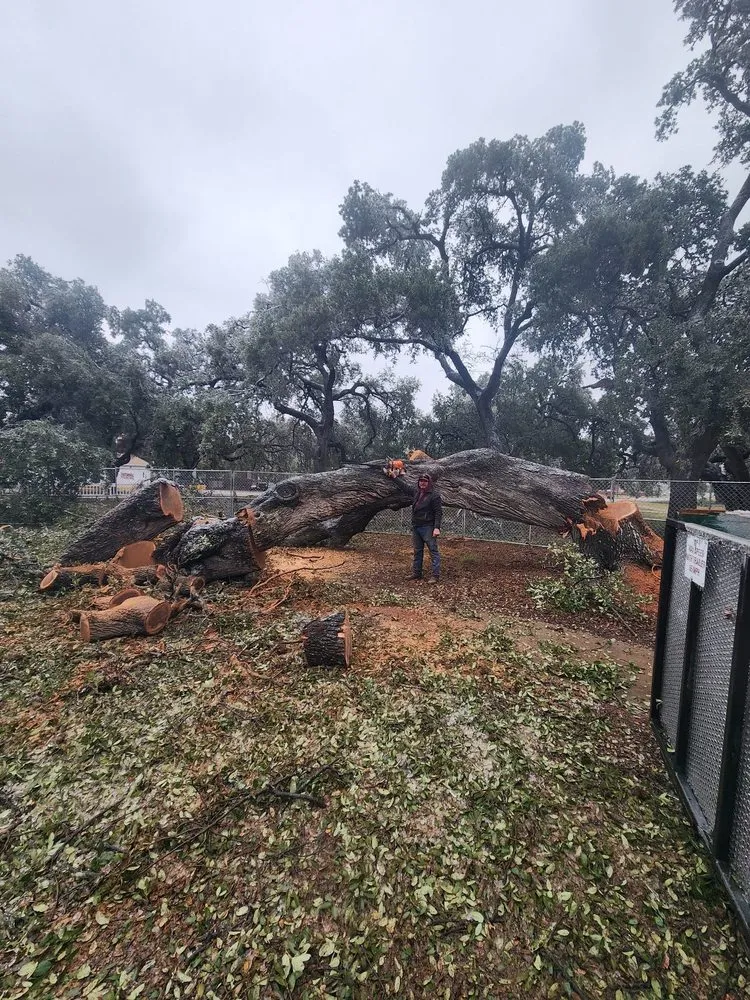 Top-rated landscape design experts serving Manor, TX - Gladiator Tree Experts & Landscaping