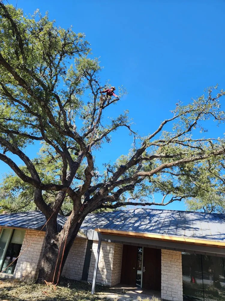 Affordable lawn care service experts serving Manor, TX - Gladiator Tree Experts & Landscaping