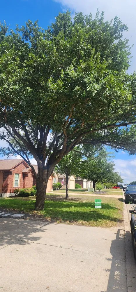 Custom residential landscaping in Manor, TX by Gladiator Tree Experts & Landscaping