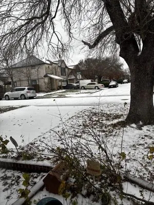 Gladiator Tree Experts & Landscaping