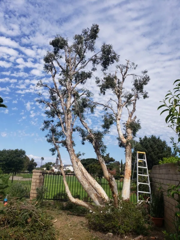 Trusted landscaping services experts serving Oxnard, CA - Gladys Lopez & Family landscaping & Maintenance