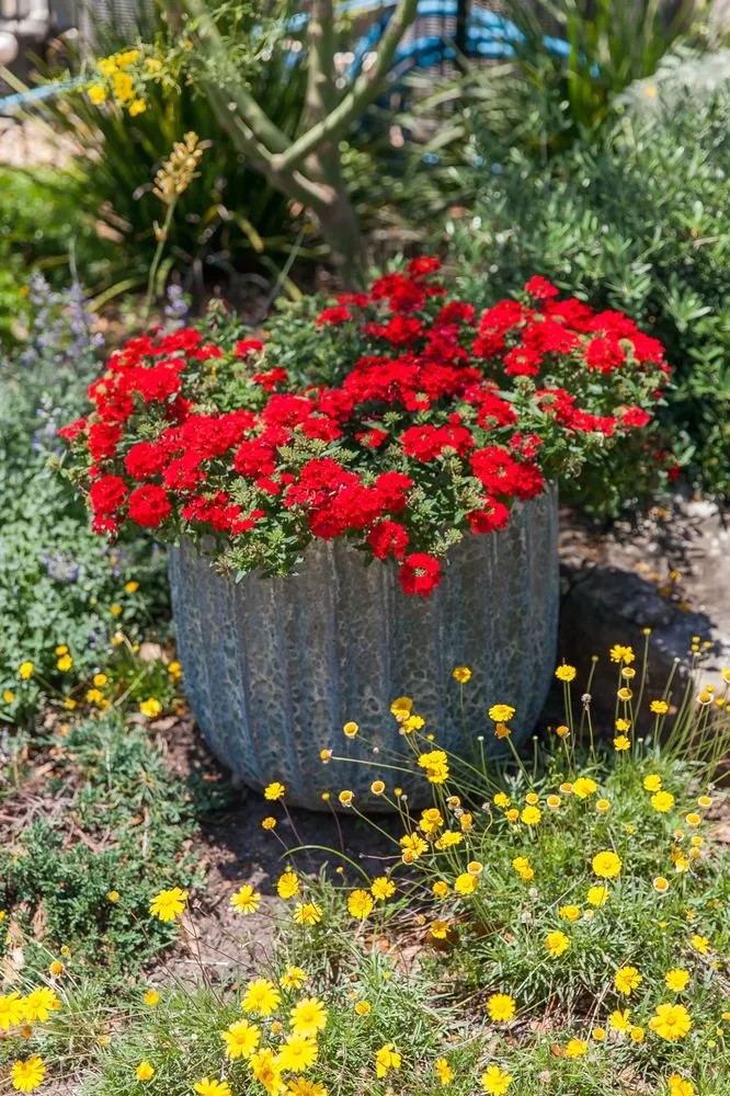 Trusted yard cleanup service with custom design in Brenham, TX by Glasco & Co Landscaping