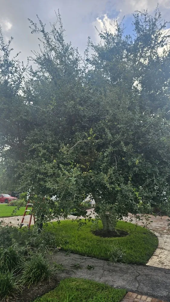 Expert yard cleanup service for beautiful yards in Fort Pierce, FL by Glasford Tree Trimming and Landscape