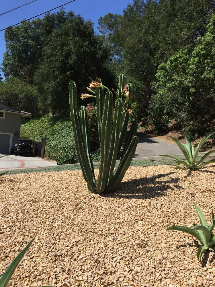 Expert lawn care service experts serving Studio City, CA - GLD Landscape Design