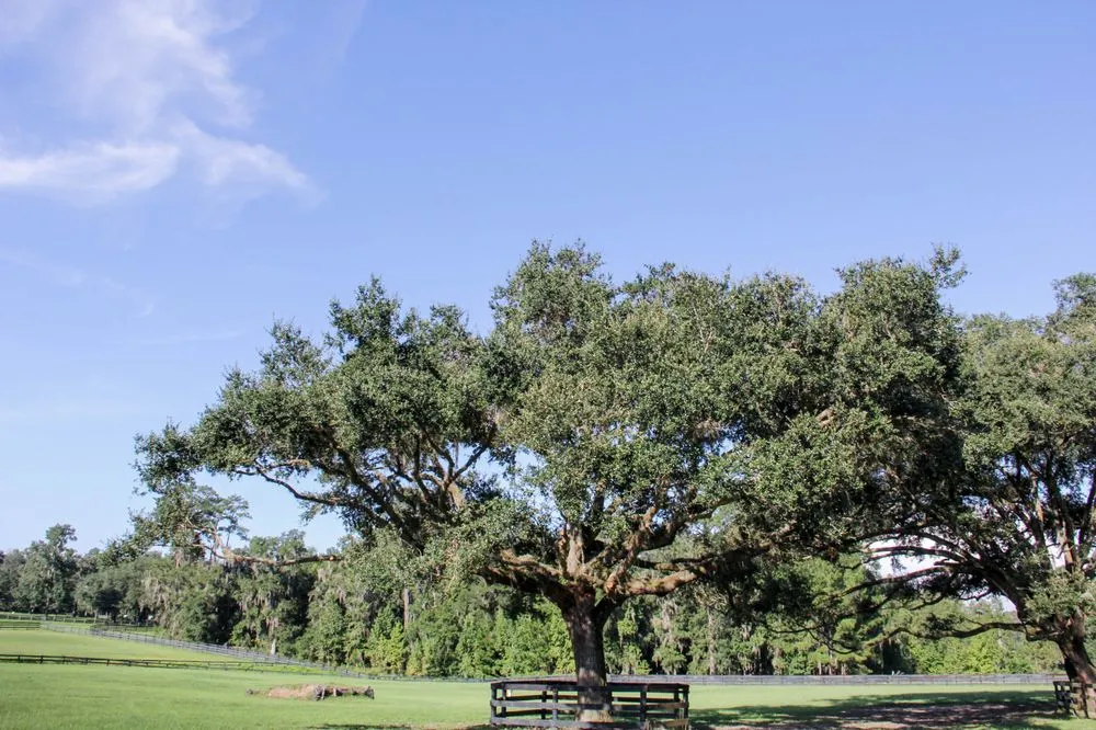 Local landscape installation experts serving Ocala, FL - Gleason Property Services