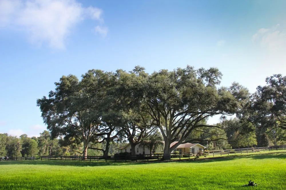 Professional outdoor landscaping with custom design across Ocala, FL - Gleason Property Services