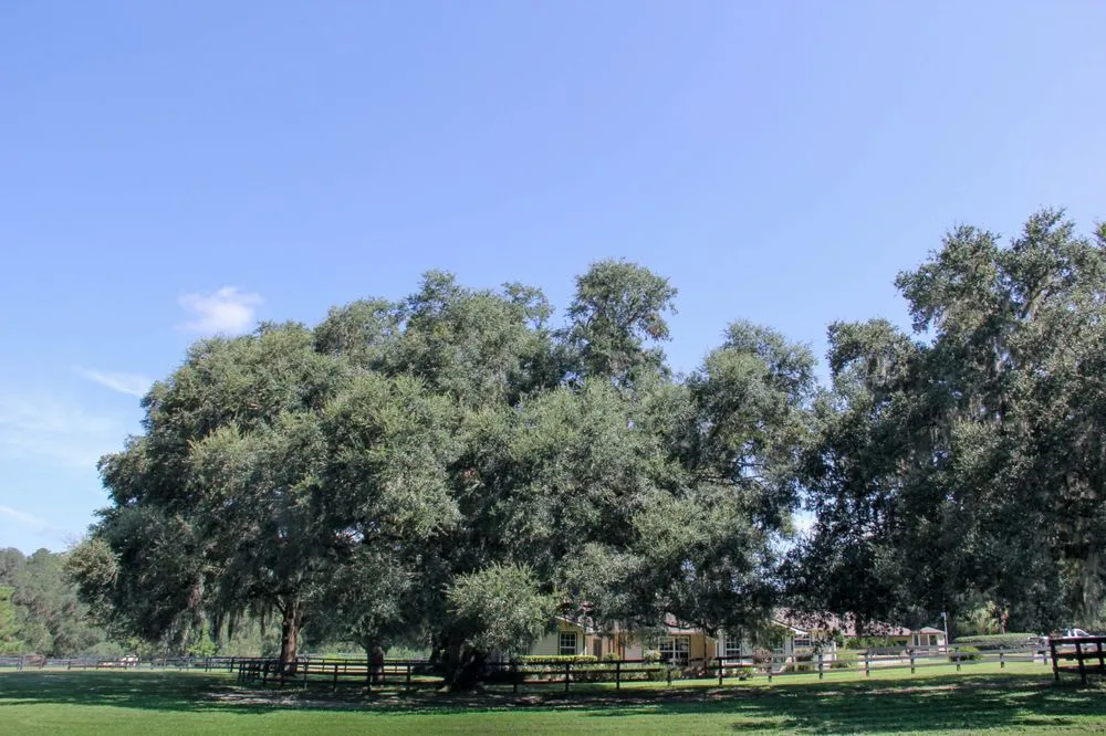 Local lawn care service experts serving Ocala, FL - Gleason Property Services