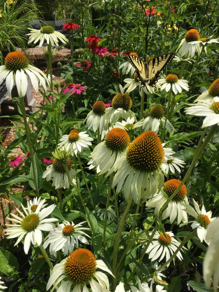 Reliable outdoor landscaping experts serving Londonderry, VT - Glebe Mountain Gardens & Landscaping