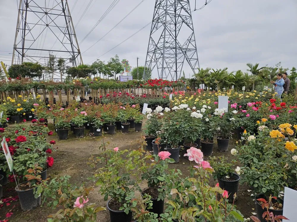 Affordable outdoor landscaping in Covina, CA by Glendora Garden View