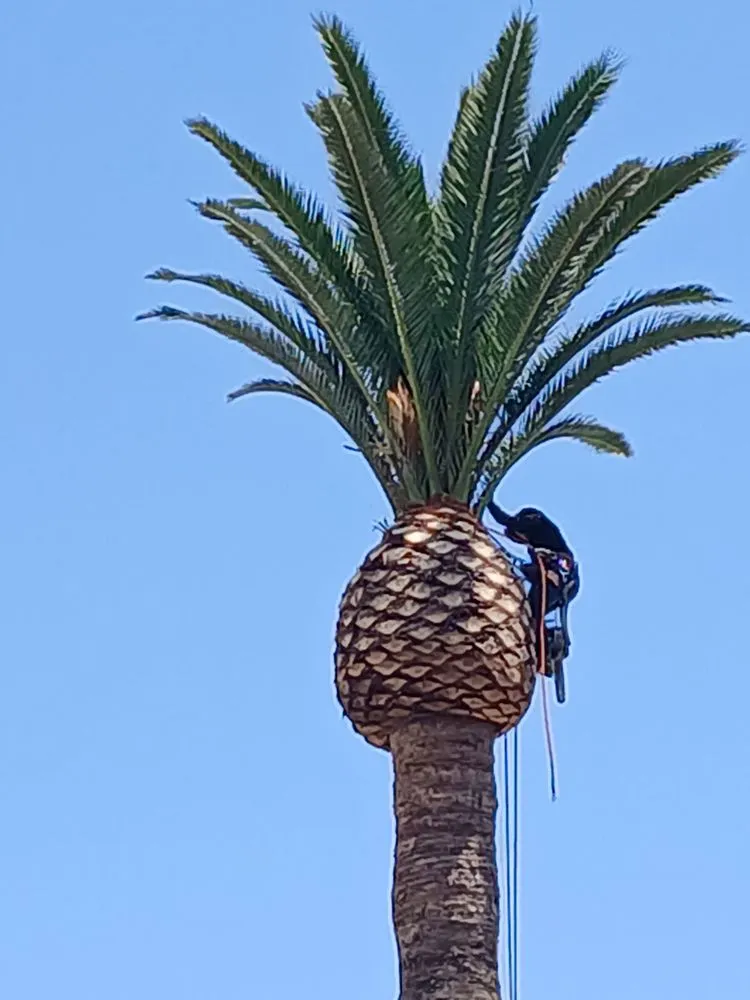 Top-rated yard maintenance near you in Covina, CA by Glendora Garden View