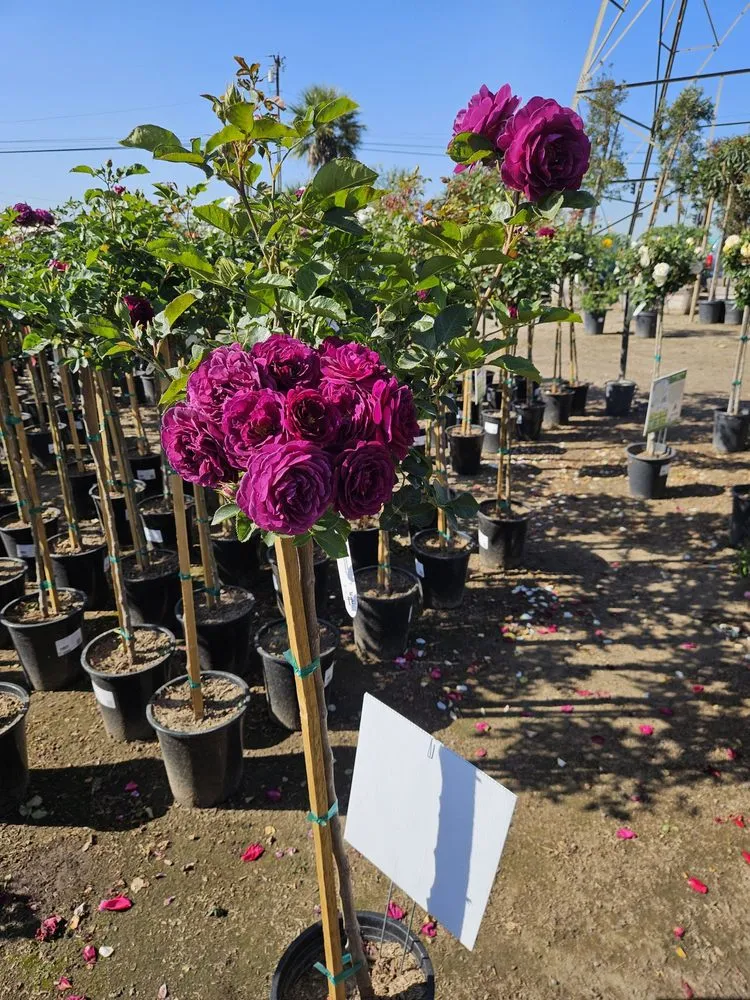 Top-rated landscape design for year-round maintenance in Covina, CA by Glendora Garden View