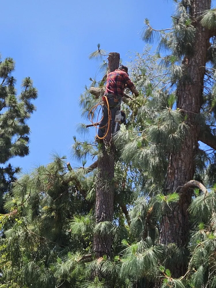 Expert lawn care service for residential properties across Covina, CA - Glendora Garden View