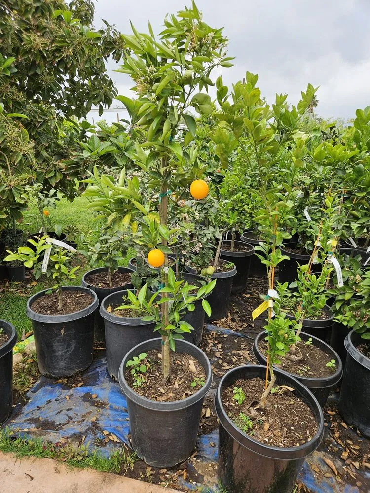 Local landscaping services experts serving Covina, CA - Glendora Garden View