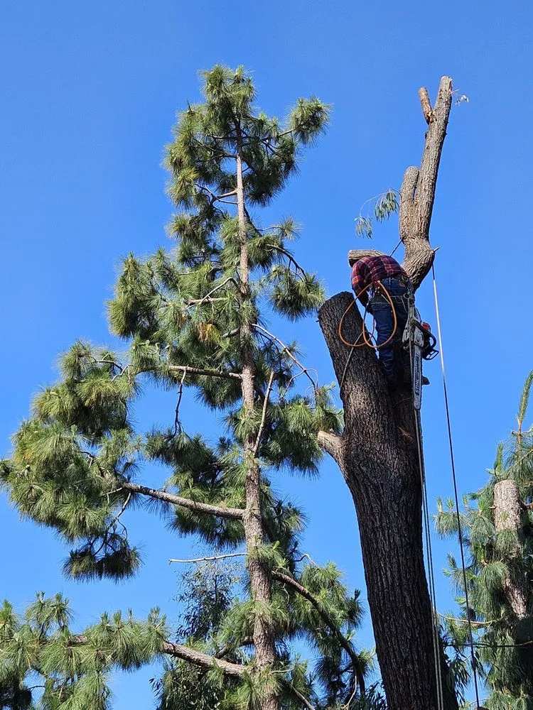 Professional lawn care service with custom design across Covina, CA - Glendora Garden View