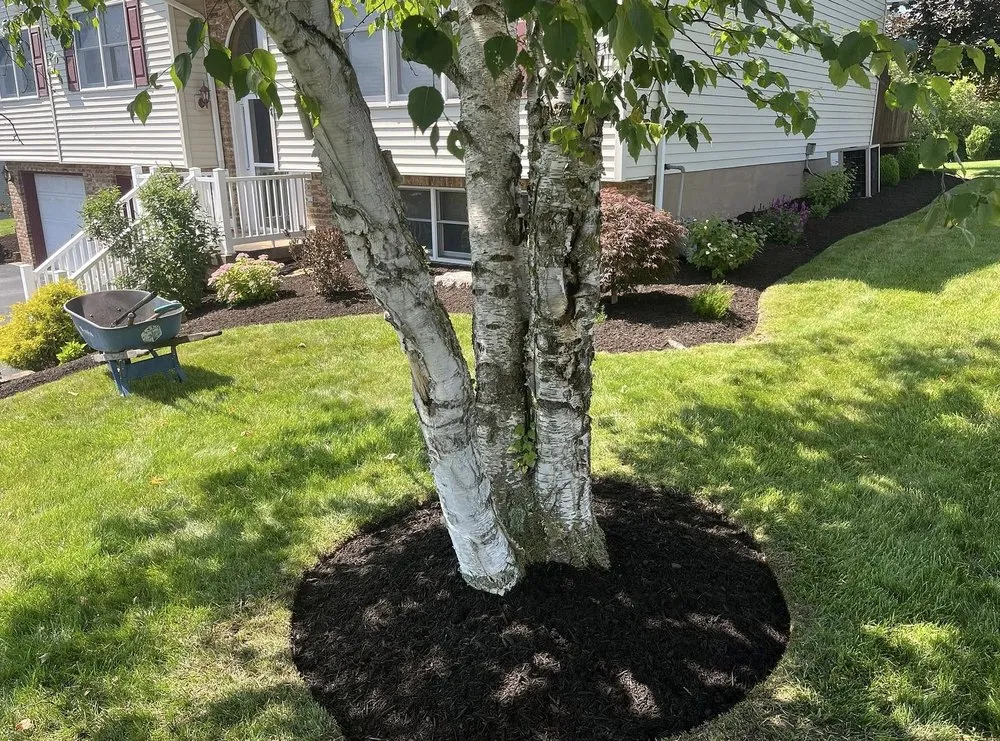 Top-rated yard maintenance in Colorado Springs, CO - Gleneagle Lawn Services