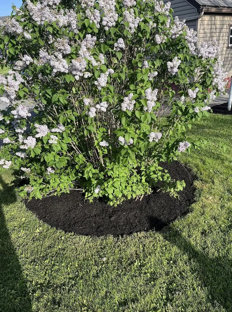 Top-rated yard maintenance near you across Colorado Springs, CO - Gleneagle Lawn Services