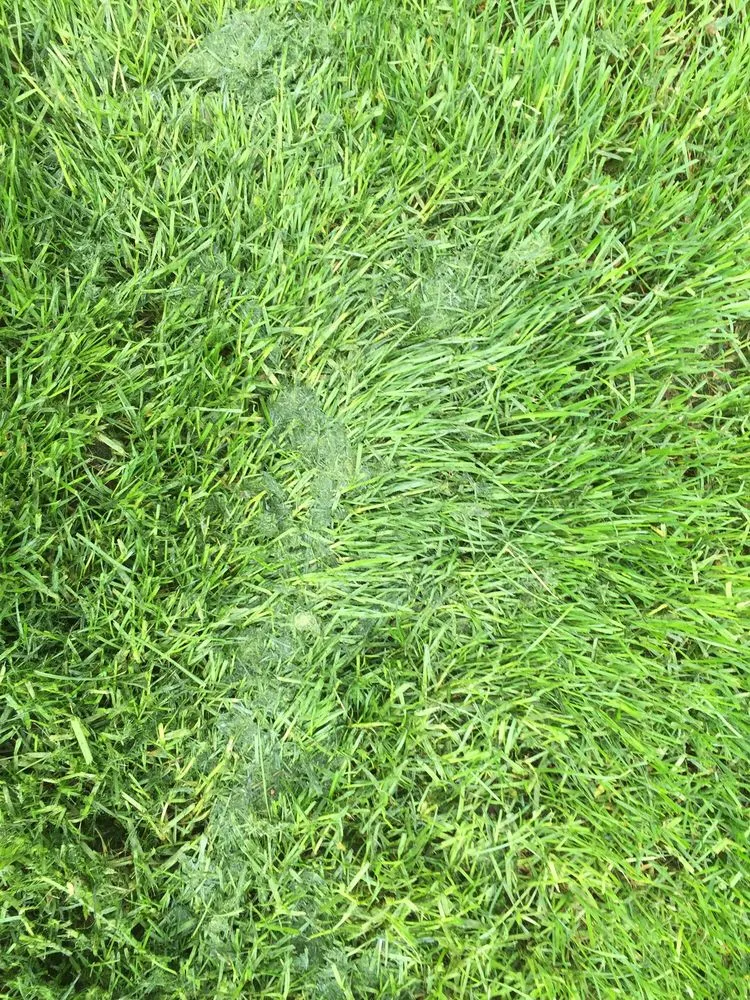 Top-rated lawn mowing service for year-round maintenance across East Meadow, NY - Glenn-Scott Landscaping