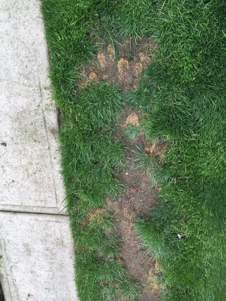 Professional yard maintenance in East Meadow, NY by Glenn-Scott Landscaping